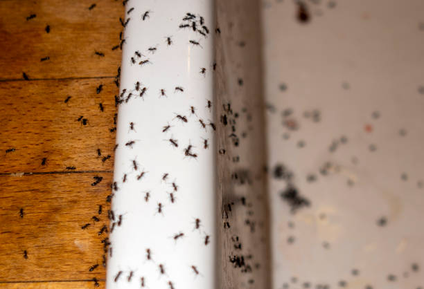 Best Termite Control Services  in Palmer Ranch, FL