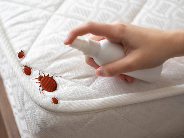 Wasp Removal Services in Palmer Ranch, FL
